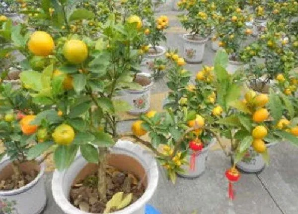 植物移栽|金桔什么时候移栽最好（盆栽金桔最佳移栽时间）