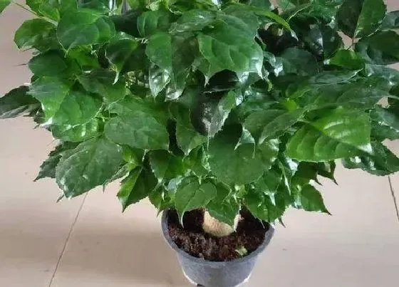 秋天植物|幸福树秋天怎么养护合适
