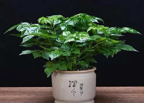 植物浇水|平安树几天浇一次水比较好