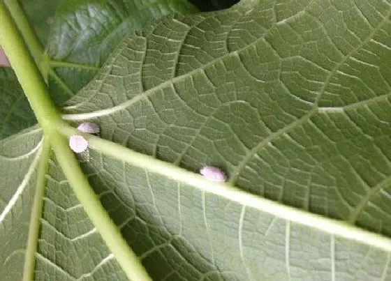 植物虫害|无花果长虫子怎么办