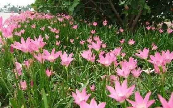 开花时间|韭菜兰一年开几次花 花期月份与时间