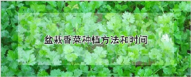 盆栽香菜种植方法和时间 | 养殖技术
