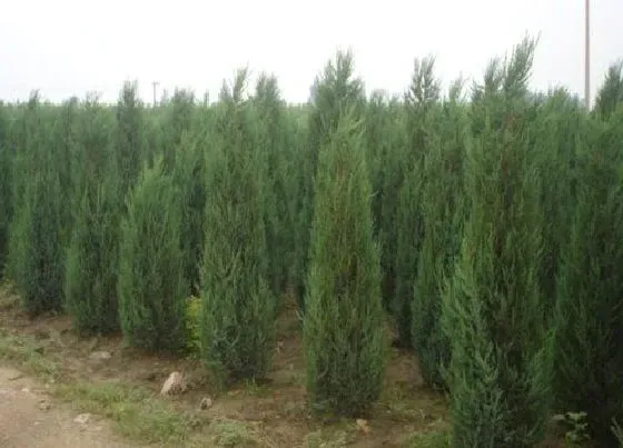 植物百科|塔柏有籽吗