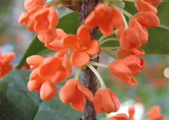 开花时间|金桂几月份开花