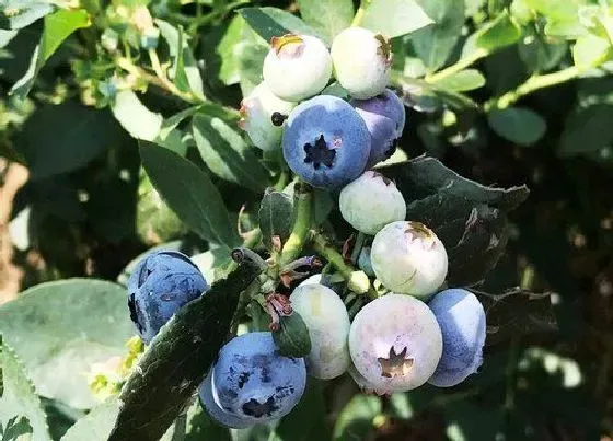 植物百科|蓝莓可以淋雨吗