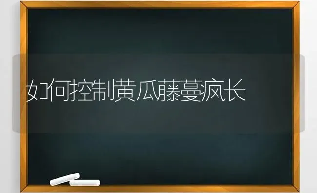 如何控制黄瓜藤蔓疯长 | 蔬菜种植