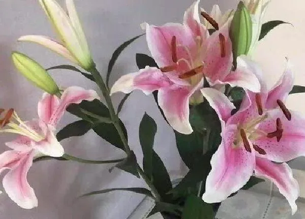 植物浇水|百合花多久浇一次水