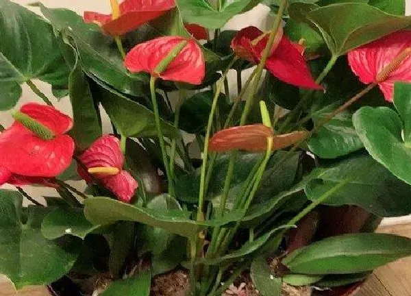 植物换土|火鹤怎么换土换盆