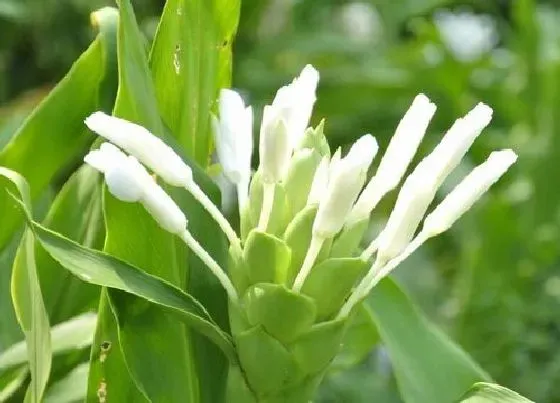 植物毒性|姜花香味有毒吗