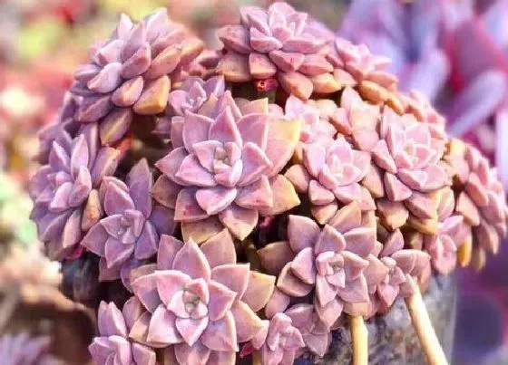 冬天植物|阿伦培多肉耐寒吗 阿伦培冬天怎么养