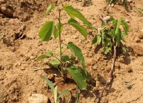 植物嫁接|樱桃树的嫁接方法