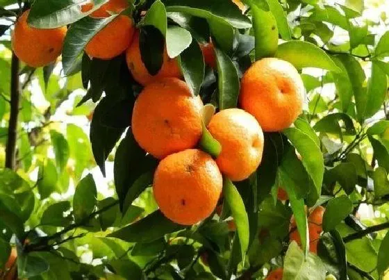 果实科普|橘子一年四季都有吗 上市季节是几月份
