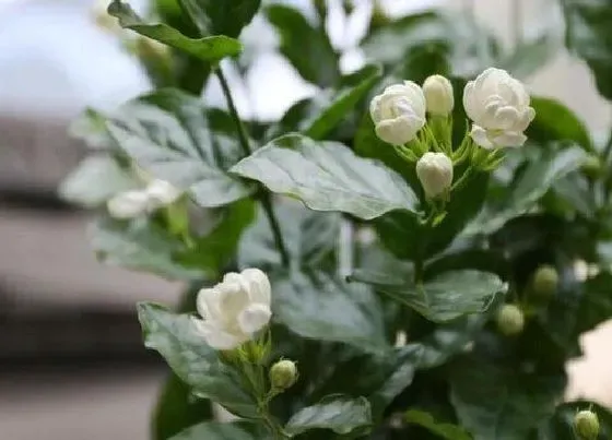 开花时间|七彩茉莉什么时候开花