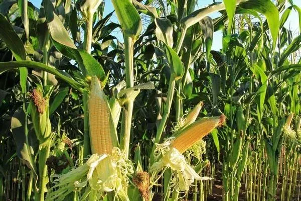 种植管理|山东玉米什么时候收割