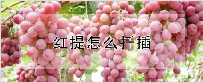 红提怎么扦插 | 种植技术