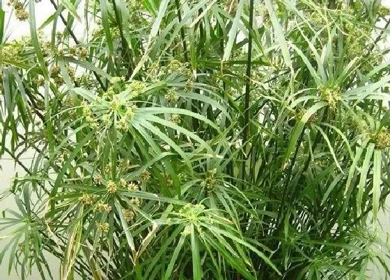 植物百科|棕竹是什么植物