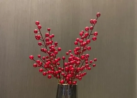 不开花|冬红果为什么不开花