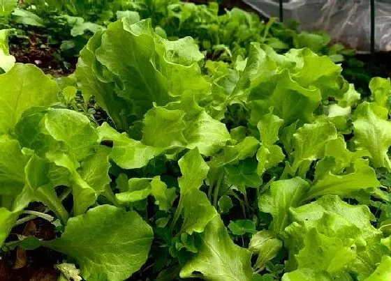 春天植物|南方春天适合种什么蔬菜（立春后南方露天栽种蔬菜表）