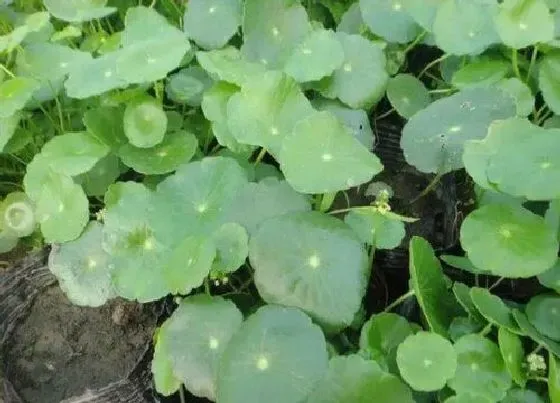 植物百科|和金钱草很像的草