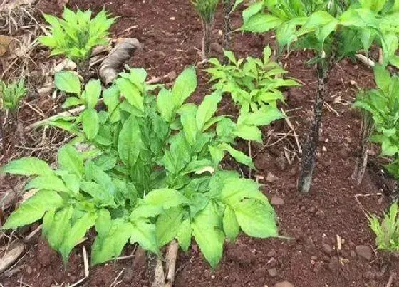 植物百科|魔芋生长在什么地方