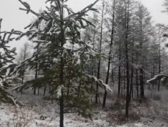 冬天植物|黑龙江漠河下雪了 你是不是还在吹空调