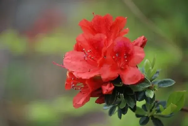 植物发芽|映山红不发芽怎么办 不发芽原因及处理方法