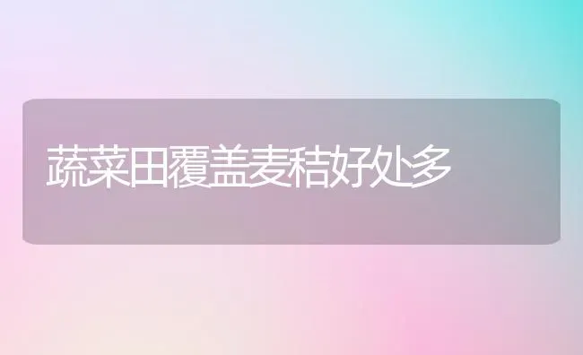 蔬菜田覆盖麦秸好处多 | 蔬菜种植