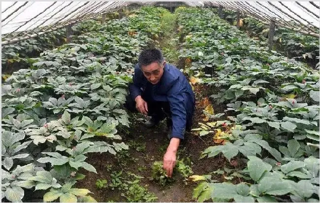 西洋参种植技术 如何种植西洋参拥有高产量？ | 种植资料