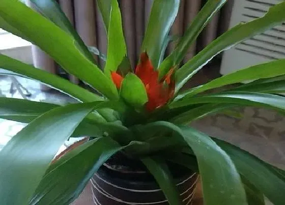 植物种类|家里招财的盆栽有哪些