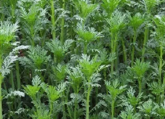 植物百科|蒿子是什么植物