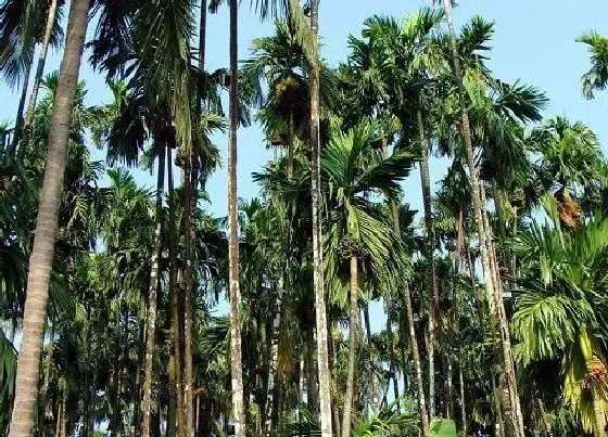 植物百科|榔树值钱吗