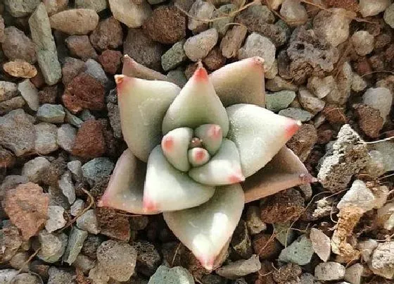 植物百科|乌木可以淋雨吗