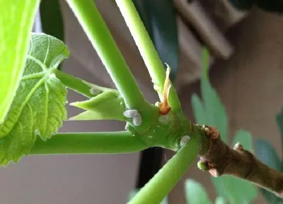 植物虫害|无花果长虫子怎么办