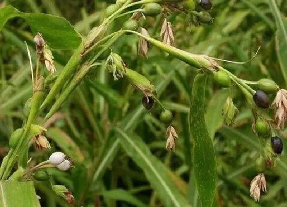 种植管理|草珠子几月份种植合适