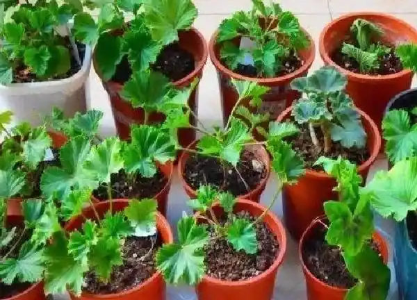 植物扦插|灯笼花什么时候扦插最合适