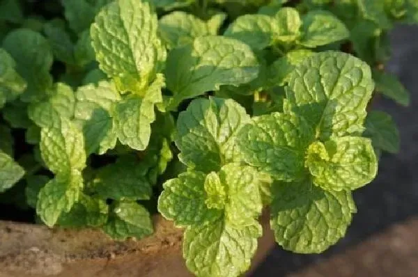 植物浇水|薄荷浇水要浇透吗 浇水浇多少合适
