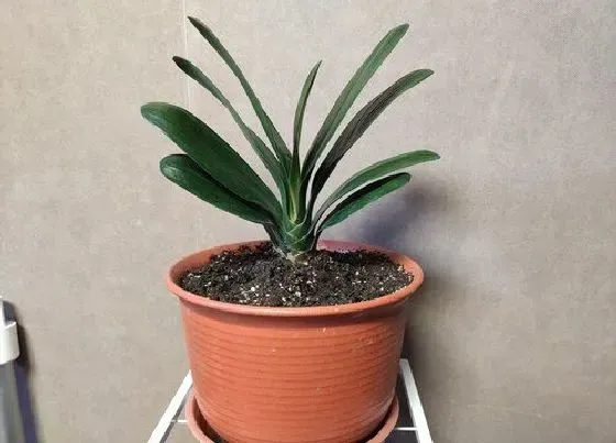 植物价格|君子兰多少钱一盆