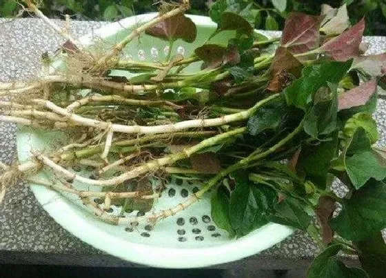 植物百科|鱼腥草有种子吗