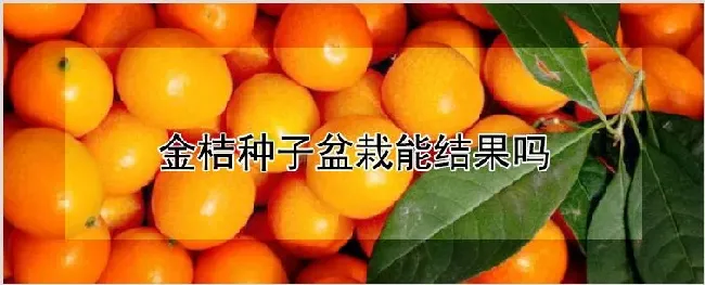 金桔种子盆栽能结果吗 | 养殖技术