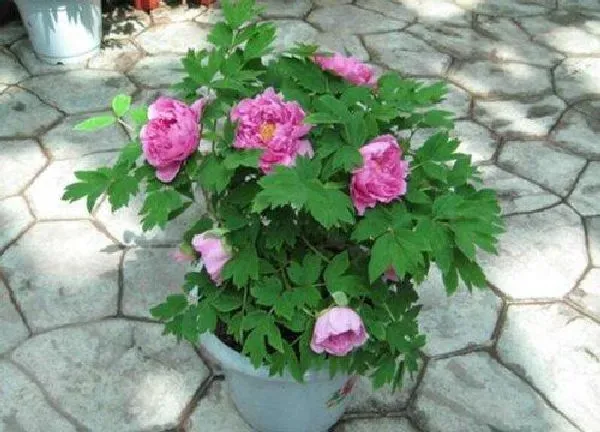 养殖方法|如何种植盆栽芍药技巧（芍药的养护方法和注意事项 ）