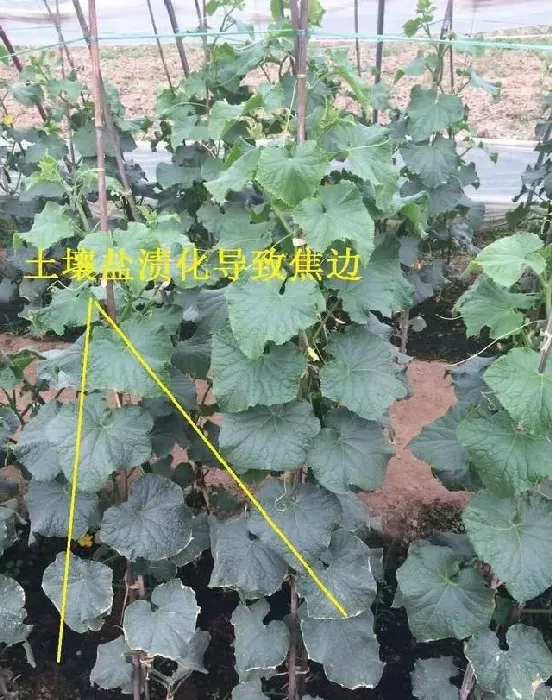 种植管理|黄瓜叶片镶金边怎么回事，黄瓜叶黄金边是什么问题）