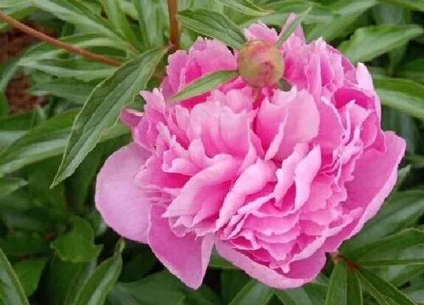 养殖方法|如何种植盆栽芍药技巧（芍药的养护方法和注意事项 ）