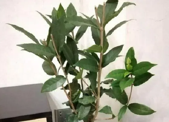 植物排行|边坡绿化植物有哪些