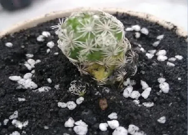 植物扦插|仙人球几月份扦插最好 容易成活的扦插时间