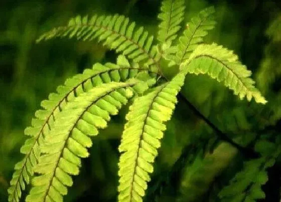 客厅摆放|蕨类植物可以放客厅吗 盆栽蕨类植物摆放地方及风水