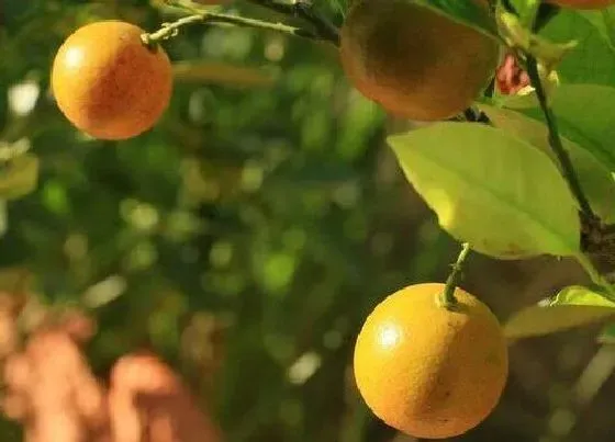 果实成熟|广柑什么时候成熟