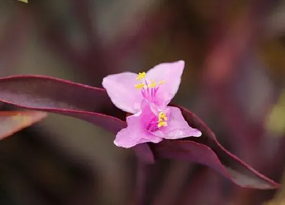 开花时间|紫竹梅什么时候开花 一年开花几次