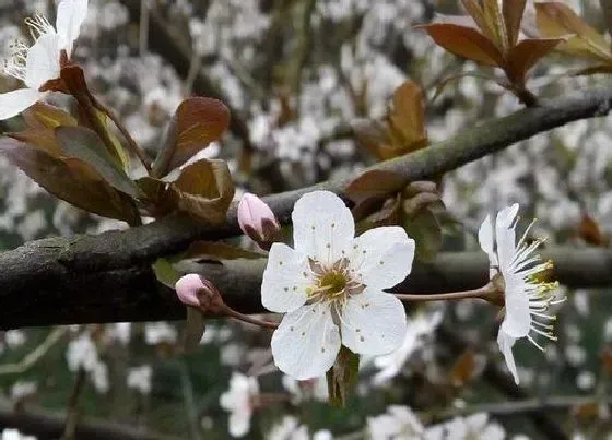 颜色花|李子花是什么颜色的