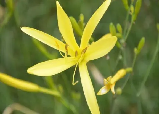 种植百科|黄花菜什么时候种植最好 黄花菜的种植方法及栽培时间