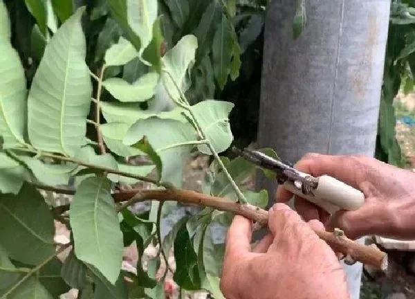 植物发芽|龙眼芽接最佳时间和技术方法